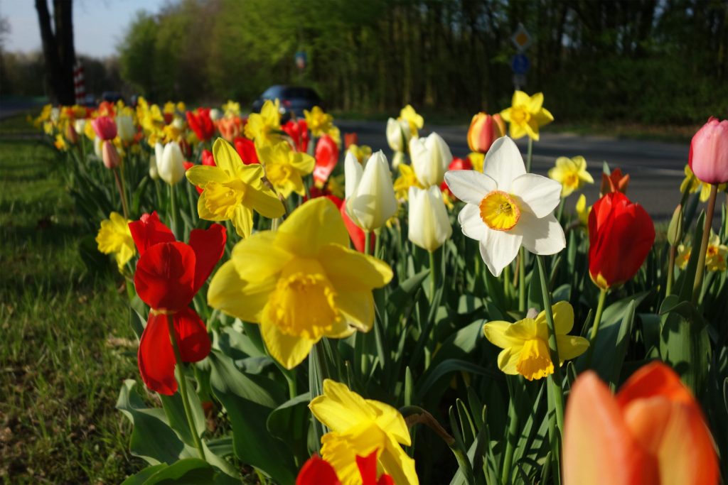 Pflanzstreifen mit Osterglocken und Tulpen auf dem Miitelstreifen der Marler Straße.