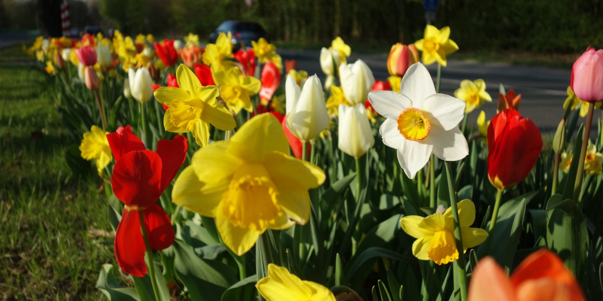 Pflanzstreifen mit Osterglocken und Tulpen auf dem Miitelstreifen der Marler Straße.