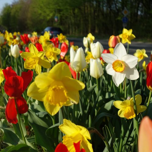 Pflanzstreifen mit Osterglocken und Tulpen auf dem Miitelstreifen der Marler Straße.