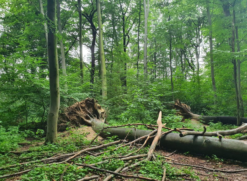 Wald mit einem umgestürztem Baum und auf dem Boden liegenden Ästen.